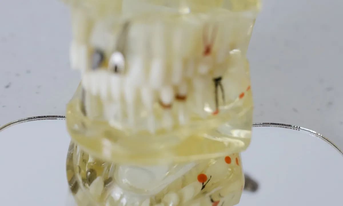 Şeffaf dental eğitim modelindeki diş ve köklerin yakın görünümü